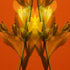 Yellow Freesia on Orange - Signed Edition Art Print